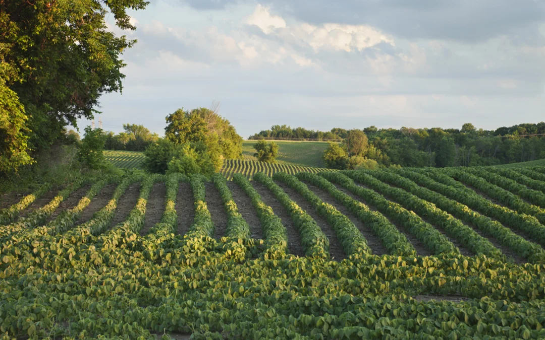 Beyond Beauty: Exploring Traverse City’s Signature Scenes, Cherries, Wine, and Lakeside Charm