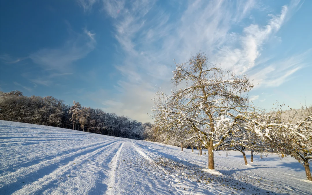 Traverse City’s Winter Elegance: A Closer Look at the Beauty Beyond the Chill